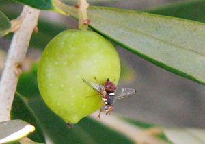 کمک علم و فناوری برای مبارزه با آفت مگس زیتون + فیلم