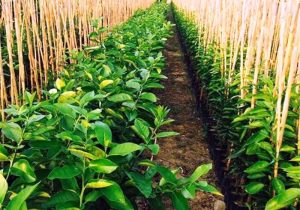 خودکفایی کامل ایران در تولید نهال‌های باغی استاندارد