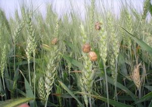 حداکثر سطح مبارزه علیه آفت سن‌گندم ۳ میلیون هکتار خواهد بود