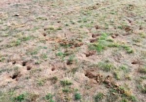 کشاورزان مراقب افزایش جمعیت موش‌ها در باغات و مزارع باشند