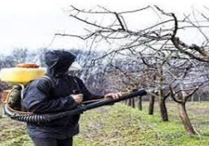 مدیریت و کنترل زمستانه آفات و بیماری های درختان سیاه ریشه