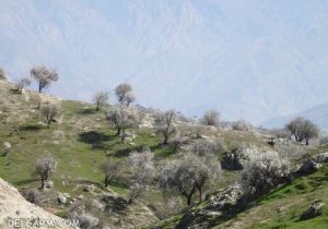 کاشت بادام کوهی در دامنه های البرز + فیلم