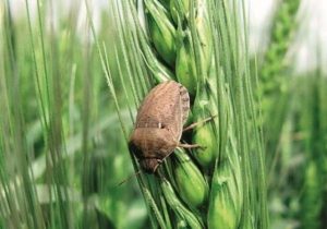 مبارزه با آفت سن گندم در برخی مناطق جنوبی کشور آغاز شد
