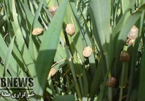 آمادگی برای حمله شدید آفت سن در مزارع دره‌شهر (ایلام)