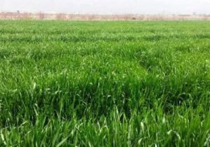 زنگ زرد در کمین مزارع گندم