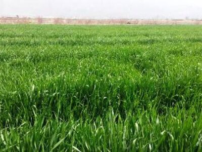 زنگ زرد در کمین مزارع گندم