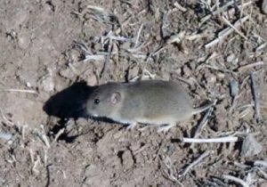 طغیان موش‌ در زمین‌های کشاورزی کرمانشاه / کشاورزان مبارزه را جدی بگیرند