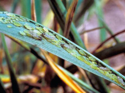 بروز آفت شته در گندم‌زار‌ها در نتیجه کاهش دما و افزایش رطوبت