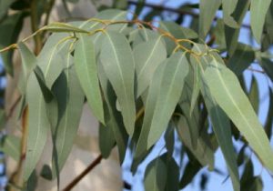 برای آبیاری اکالیپتوس و مزارع چوب باید از آب‌های نامتعارف استفاده شود