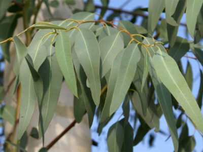 برای آبیاری اکالیپتوس و مزارع چوب باید از آب‌های نامتعارف استفاده شود