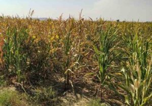 احتمال شیوع آفت کرم برگخوار در مزارع