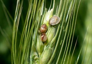 مشاهده آفت سن غلات در مزارع لرستان
