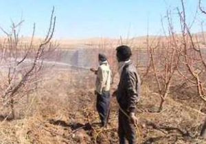 باغ‌داران از کودهای پتاسه و روی با کیفیت بالا استفاده کنند