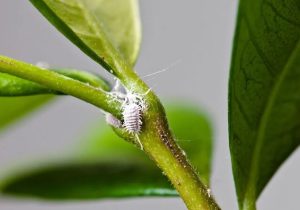 احتمال طغیان انواع آفات گیاهی با افزایش دما