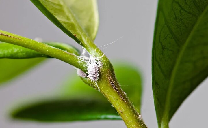 احتمال طغیان انواع آفات گیاهی با افزایش دما