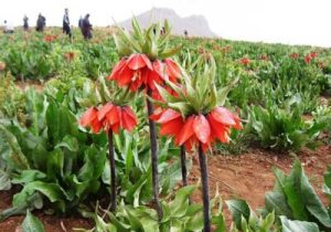 زنگ خطر انقراض گل لاله واژگون در ایلام به صدا درآمده است