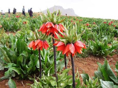 زنگ خطر انقراض گل لاله واژگون در ایلام به صدا درآمده است