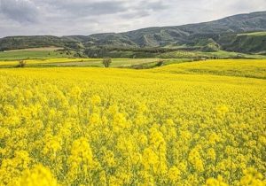 تغذیه، کنترل آفات و تناوب زراعی؛ سه کلید موفقیت کشت کلزا