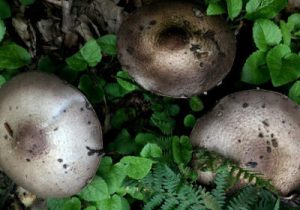 شهروندان از مصرف قارچ‌های وحشی خودداری کنند