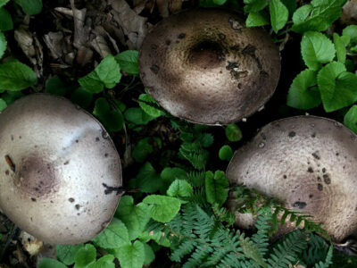 شهروندان از مصرف قارچ‌های وحشی خودداری کنند