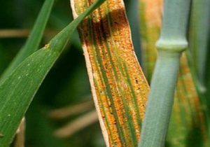 شیوع بیماری‌های قارچی مزارع به دلیل افزایش رطوبت / کشاورزان اقدام به سمپاشی بکنند + فیلم