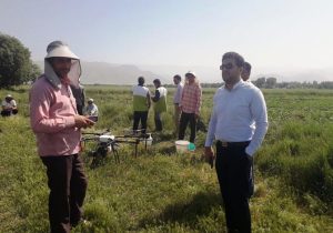 آغاز مبارزه با آفت ملخ بومی در زمین‌های کشاورزی مهاباد