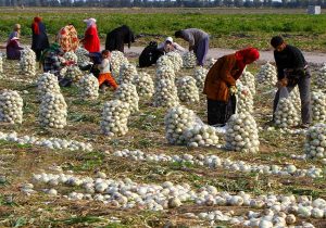 قیمت پیاز اشک کشاورزان را درآورد