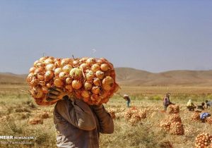 تکرار تراژدی‌های کشاورزان با بازیگری وزارت جهاد؛ اشکی که پیاز درآورد