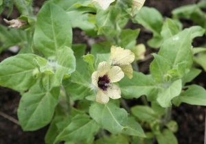 کشت خارج از فصل غلات با استفاده از تکنولوژی ورنالیزیشن