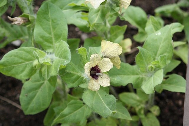 کشت خارج از فصل غلات با استفاده از تکنولوژی ورنالیزیشن