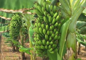 تولید موز گلخانه‌ای در ساوه، عبور از مرز محدودیت‌های اقلیمی