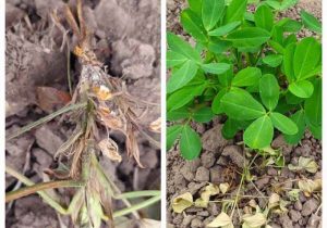 افزایش خسارات بیماری پوسیدگی ساقه در گیاهان زراعی گیلان / اجرای تحقیقات علمی برای مهار بیماری