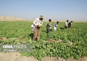 خشکسالی، تولید طالبی ساوه را نصف کرد/ تولید با آبیاری کمتر و چالش‌بیشتر