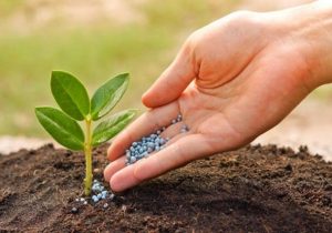 جایگزینی مناسب برای کودهای شیمیایی در مناطق اسیدی و کم‌فسفر