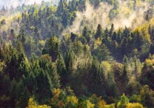 گیاهانی که می‌توانند هوا را آلوده کنند!