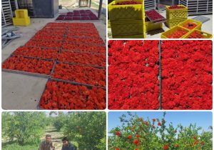 برداشت ۴۰ تن گلنار فارسی در داراب