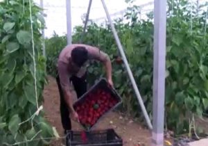 کاهش مصرف آب کشاورزی با استفاده از کشت گلخانه‌ای + فیلم