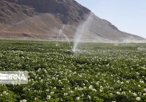 نیمی از طرح‌های نیمه‌تمام سامانه‌های نوین آبیاری امسال تعیین تکلیف می‌شود