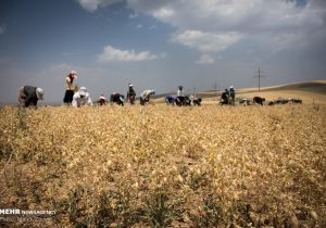 کشت آسان و برداشت فراوان؛ مکانیزاسیون تولید را دو برابر کرد!