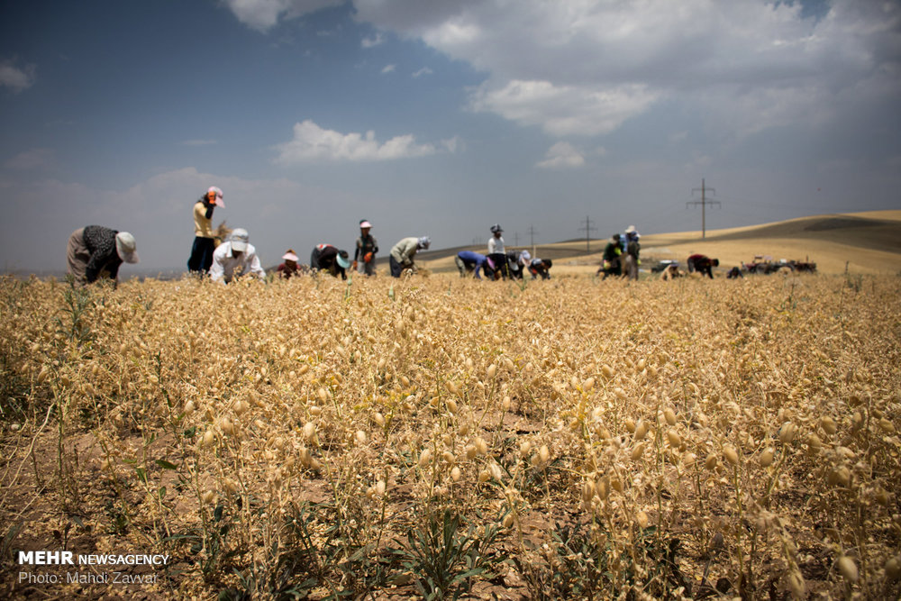 کشت آسان و برداشت فراوان؛ مکانیزاسیون تولید را دو برابر کرد!