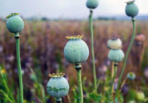 هنوز هماهنگی رسمی انجام نشده