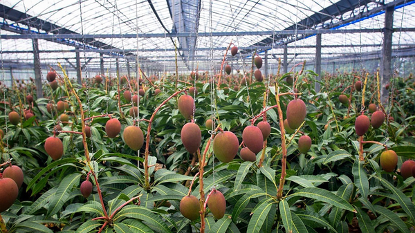 اسپانیایی‌ها در هرمزگان میوه‌های استوایی می‌کارند