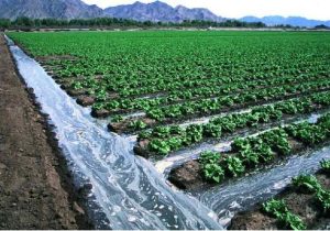 ضرورت تشویق کشاورزان برای استفاده از ‌روش‌های نوین آبیاری و ‌کشت گلخانه‌ای‌