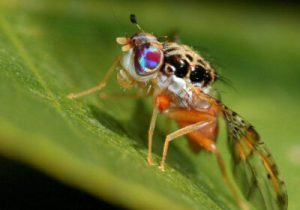 حدود ۱۵ درصد باغ‌های کرمان به آفت مگس میوه مدیترانه‌ای آلوده است