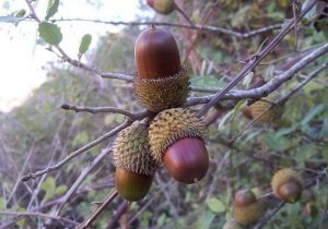 فرآوری دانه بلوط؛ نوآوری بومی برای تغذیه در مرغداری‌ها و دامداری‌ها