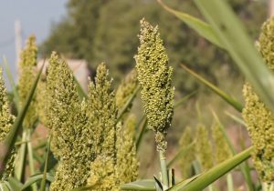 سورگوم کشت جایگزین مناسب ذرت