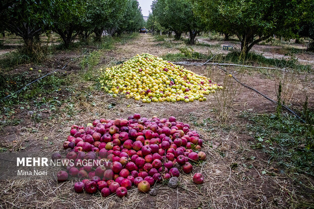 سیب؛ ثروتی که در جیب باغدار آب می رود!