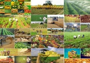 الگوی کشت جدید با الزام همکاری دستگاه‌های اجرایی کلید خورد