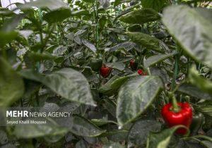 برق گلخانه‌ها با پنل‌های خورشیدی تامین می‌شود