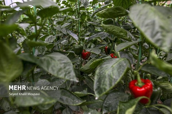 برق گلخانه‌ها با پنل‌های خورشیدی تامین می‌شود